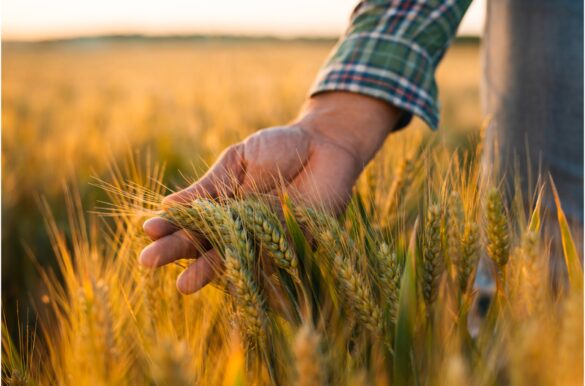 Fondo AgriCat e assicurazioni agricole