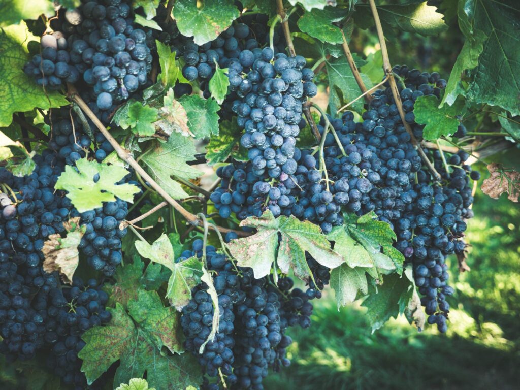 uva di vino