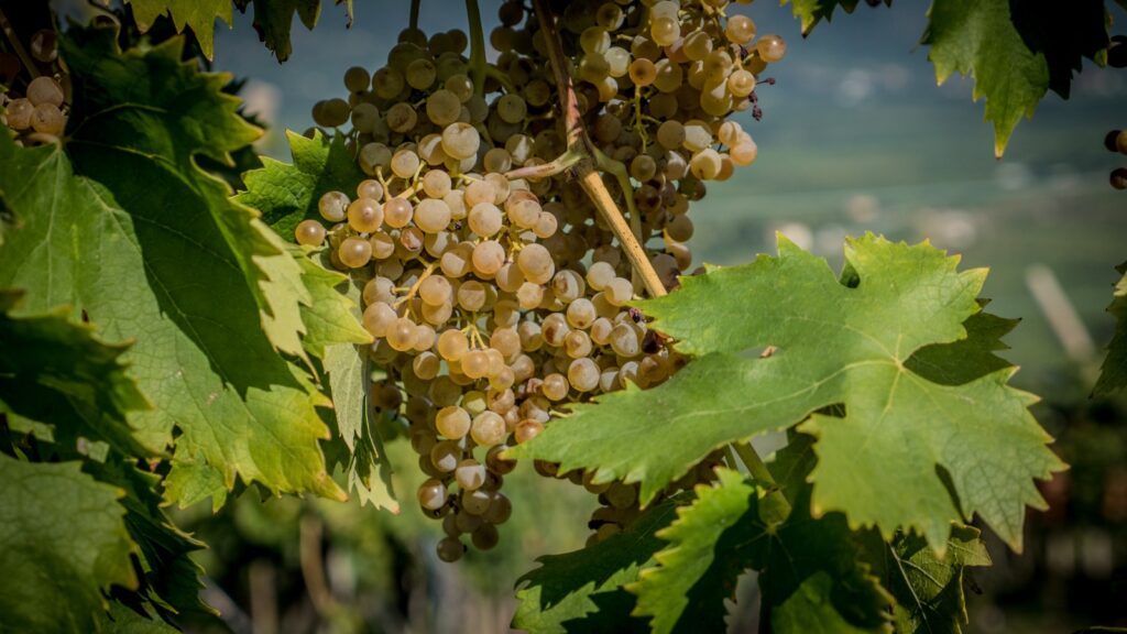 uva di vino