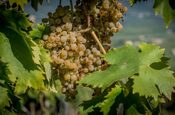 Uva da vino e gestione del rischio, il ruolo di vh italia nella protezione del vigneto