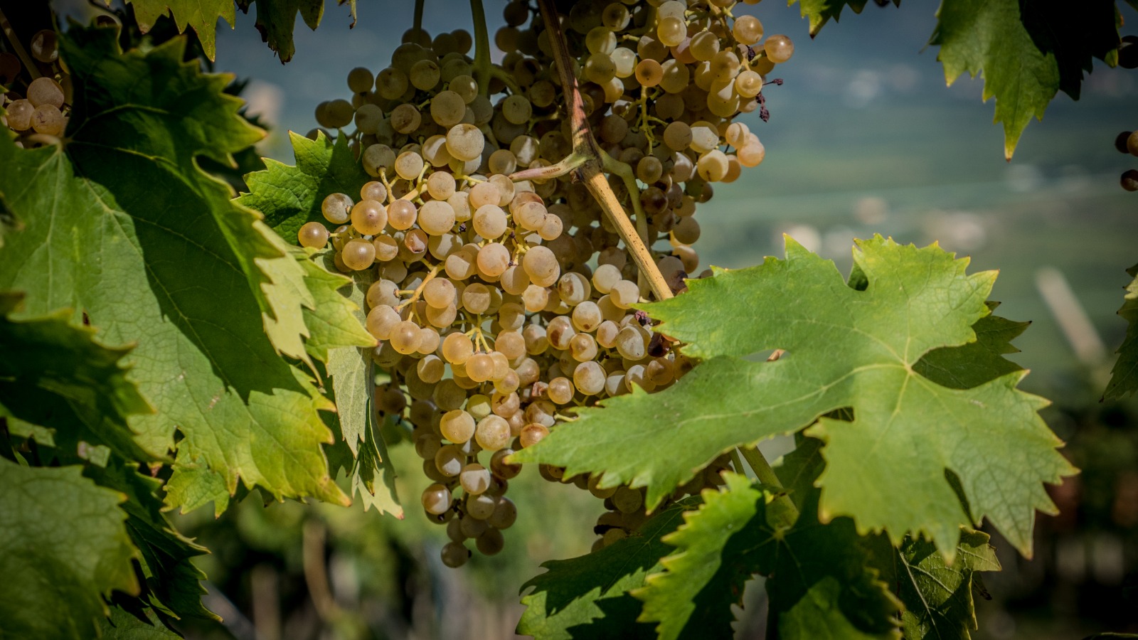 Uva da vino e gestione del rischio, il ruolo di vh italia nella protezione del vigneto