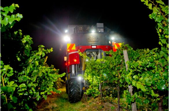 Vendemmia 2026: l’uva anticipa i tempi e si raccoglie anche di notte
