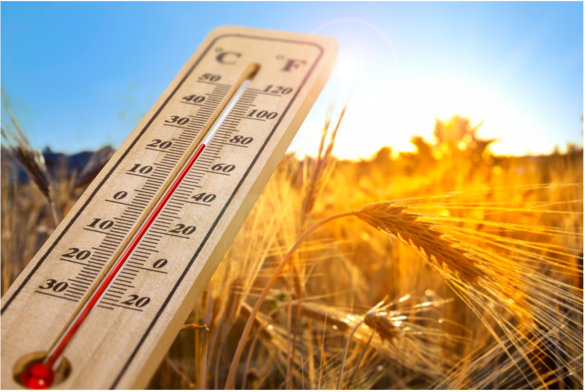 Caldo estremo, il conto dell’estate sull’agricoltura italiana